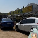 [꽃 시장 투어] 일산꽃시장 원당역꽃도매 고양꽃도매시장 방문