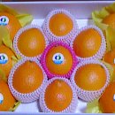 올레길님의 유기농 고당도 황금향 50% 맛보기 당첨자 이미지