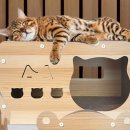 꼬리연구소 이미지