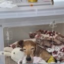 재이웰스 | 강아지 산소방 후기(재이웰스)