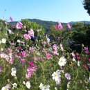 방송댄스(1반) 이미지