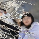 버들강아지 이미지