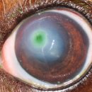 쓰담쓰담 동물병원 이미지