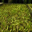 가정농장 이미지