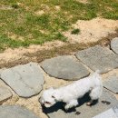 으르렁애견카페 이미지