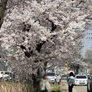 gs25 팽성오성점 주변 | [평택] 오성강변 유채꽃·벚꽃 개화 명소 드라이브&amp;산책 코스 봄나들이 후기