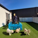 꼬망스펫 이미지