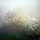 Jannie Frickie - The Foggy Dew 이미지
