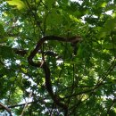 [임종삼] 누룩뱀의 나무타기 이미지