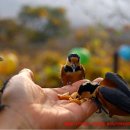 새들의 아침 이미지