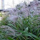 천변2호 이미지