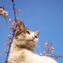 낭만고양이 이미지