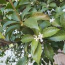 김해봉황초등학교 이미지