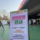 +양재천 벚꽃 구경 아기랑 비 온 뒤 다녀온 후기