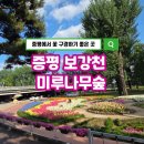 보강천 | 증평 가볼만한곳 보강천 미루나무숲 꽃밭 산책 후기