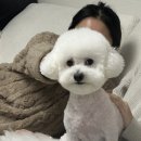 디어포우 이미지