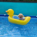 늘솔길애견미용실 | 내돈내산 인천논현 강아지 미용실 추천 &#34;늘솔길애견미용실&#34;