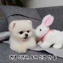 토끼와멍멍이 이미지