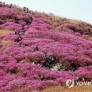 진달래 이미지