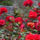 장미로 61 이미지