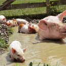 치부농장 이미지