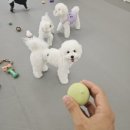 멍도레 | 면목동 사가정 애견미용 잘하는 멍도레 애견유치원&amp;애견미용