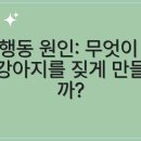 창문동물병원 | 고양시동물병원, 강아지의 창문 너머 세상! 이유와 해답을 알아보자