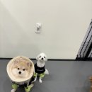 오프독 반려견 종합교육문화센터 이미지