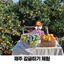 은하제일농장 | 제주 감귤따기 체험 아이랑 여행 놀거리 12월 제주도 가볼만한곳