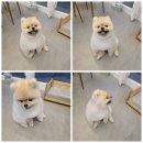 까까펫살롱 이미지