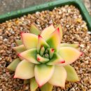 골드크레마 이미지