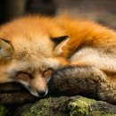 Red Fox