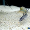 은빛물고기 이미지