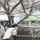 벚꽃 공중화장실 이미지