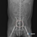 고은동물병원 이미지