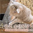 광주목장 | 광주 송산 목장 후기-아기양 체험부터 카페 양, 말까지 완벽했던 아이랑 나들이