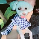 할리우드펫 이미지