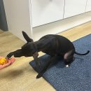 배부르댕 이미지