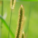 강아지풀 이미지