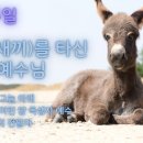나귀(새끼)를 타신 예수님(Jesus on a donkey's baby) | 20260329 | 주일예배 | 내숲길교회 | 김용섭 목사 이미지