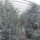 농업회사법인 (주)행복한농장 이미지