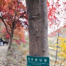 삼성천 | [경기 안양](251108)서울대안양수목원: 전면 개방으로 미어터졌지만, 가을 정취 만끽하다