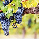 포도나무 이미지