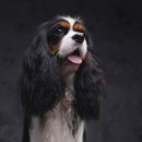 위너스동물병원 이미지