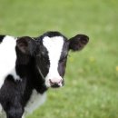 도나축산