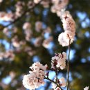 솔의향기 이미지