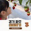 모래벌농장 | 파주 아이랑 가볼만한곳 솜솜딸기 딸기체험농장 딸기케이크만들기