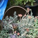 둘리 농장 이미지