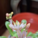 숫타니파타 5:1-1009 자림 가사,시조단상 해설 이미지