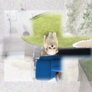 역전의 댕댕이 펫택시 | 검단 강아지분양 코코 만나고 인생역전?! 단모닥스훈트분양 후기